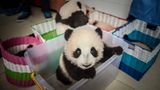 Tierschutz: Große Pandas: Der ungewöhnliche Weg zurück - Bild 7