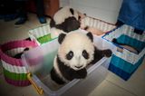 Tierschutz: Große Pandas: Der ungewöhnliche Weg zurück - Bild 7