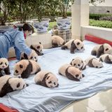 Tierschutz: Große Pandas: Der ungewöhnliche Weg zurück - Bild 8