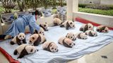 Tierschutz: Große Pandas: Der ungewöhnliche Weg zurück - Bild 8