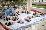 Tierschutz: Große Pandas: Der ungewöhnliche Weg zurück - Bild 8