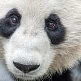Tierschutz: Große Pandas: Der ungewöhnliche Weg zurück - Bild 9