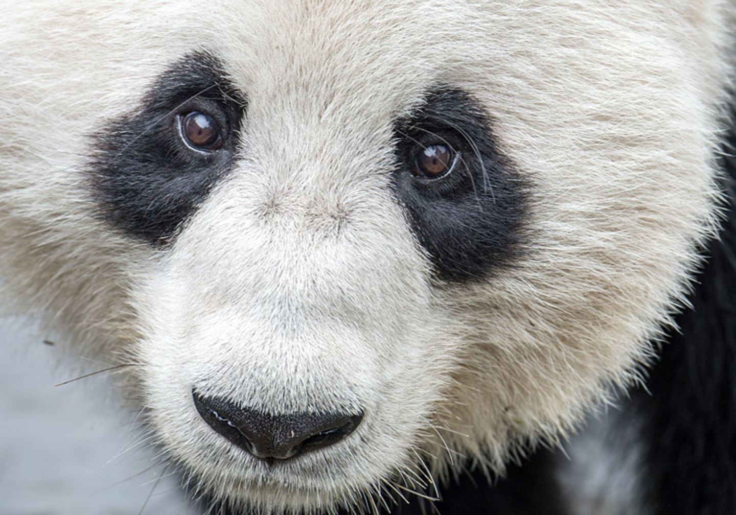 Tierschutz: Große Pandas: Der ungewöhnliche Weg zurück - Bild 9