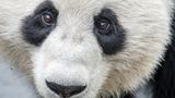 Tierschutz: Große Pandas: Der ungewöhnliche Weg zurück - Bild 9