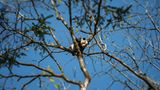 Tierschutz: Große Pandas: Der ungewöhnliche Weg zurück - Bild 10