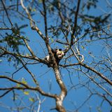 Tierschutz: Große Pandas: Der ungewöhnliche Weg zurück - Bild 10