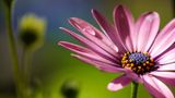 GEO Leserfoto: Die besten Leserfotos: Juni 2014 - Bild 3