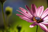 GEO Leserfoto: Die besten Leserfotos: Juni 2014 - Bild 3