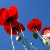 GEO Leserfoto: Die besten Leserfotos: Juni 2014 - Bild 13