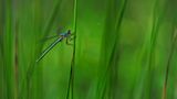 GEO Leserfoto: Die besten Leserfotos: Juni 2014 - Bild 18