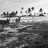 Olaf Heine: "Brazil"