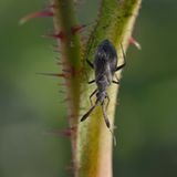 Essigrosen-Dickfühlerweichwanze