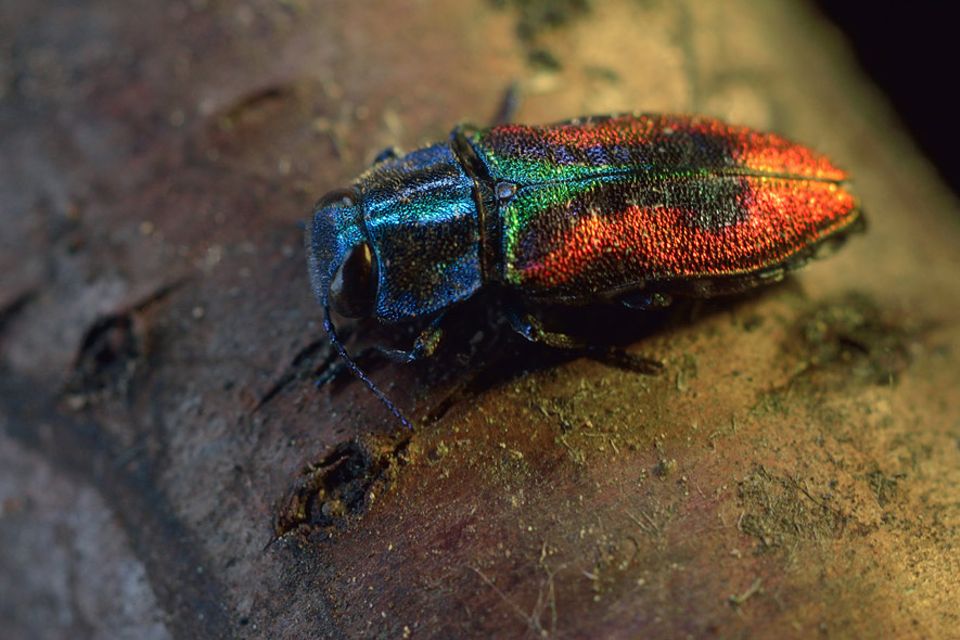 Anthaxia candens [GEO]