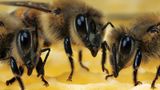 Arbeitsbienen auf ihrer Wabe