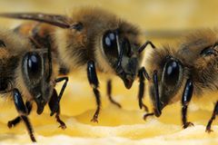 Arbeitsbienen auf ihrer Wabe