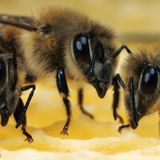 Arbeitsbienen auf ihrer Wabe