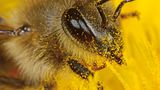 Pollen