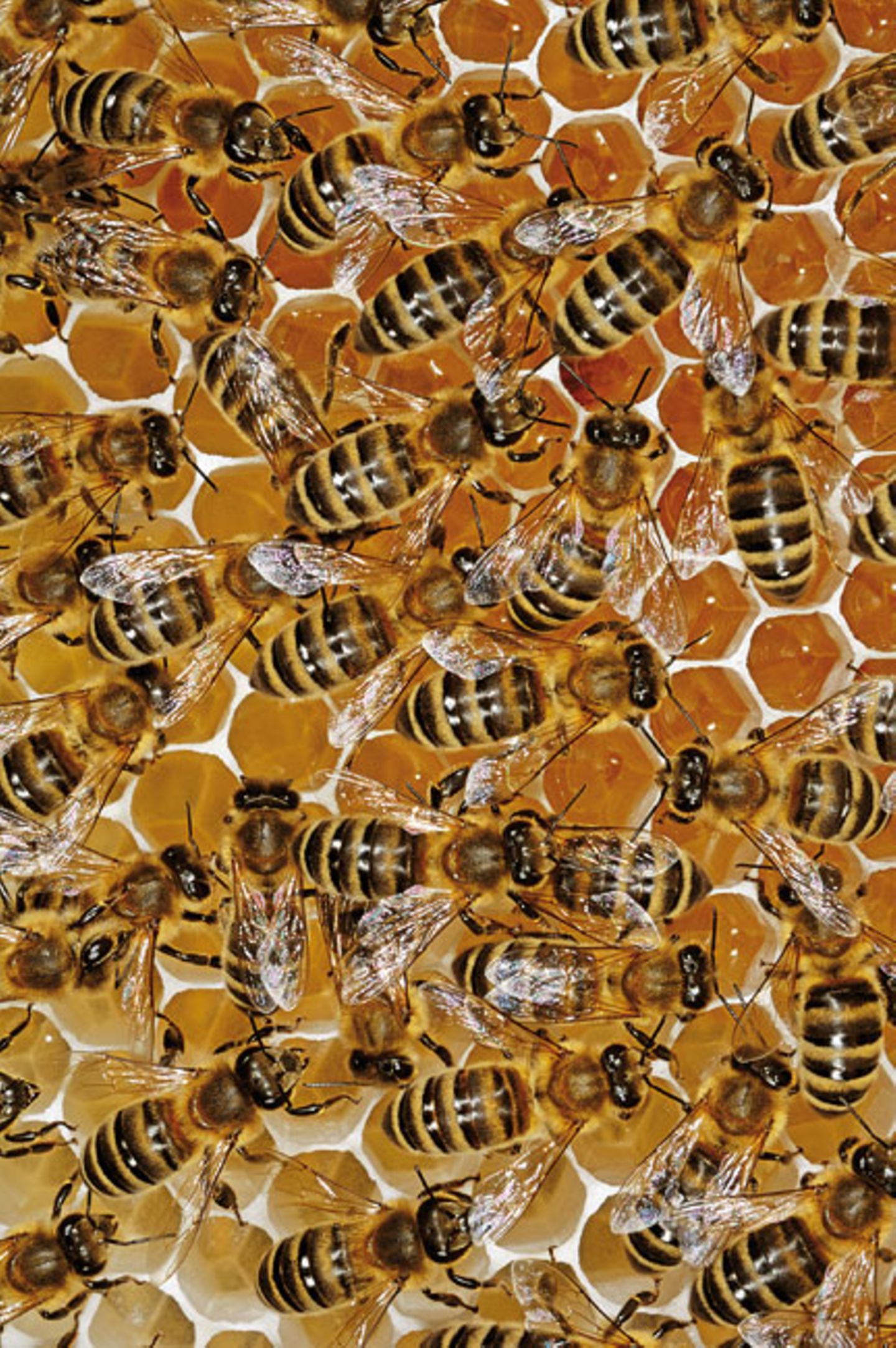 Mit Honig gefüllte Zellen