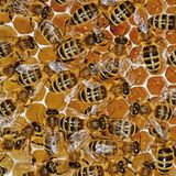 Mit Honig gefüllte Zellen