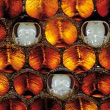 Bienenpuppen