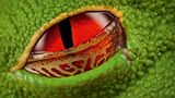 Rotaugenfrosch
