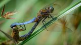GEO Leserfoto: Die besten Leserfotos: Juli 2014 - Bild 5