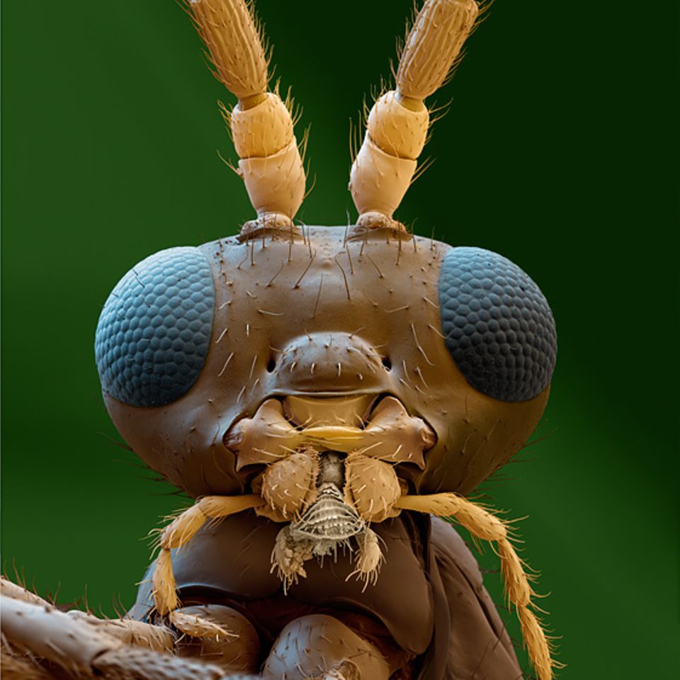 Schlupfwespe Schlupfwespe