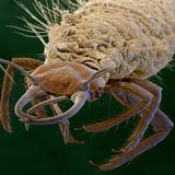 Larve der Florfliege