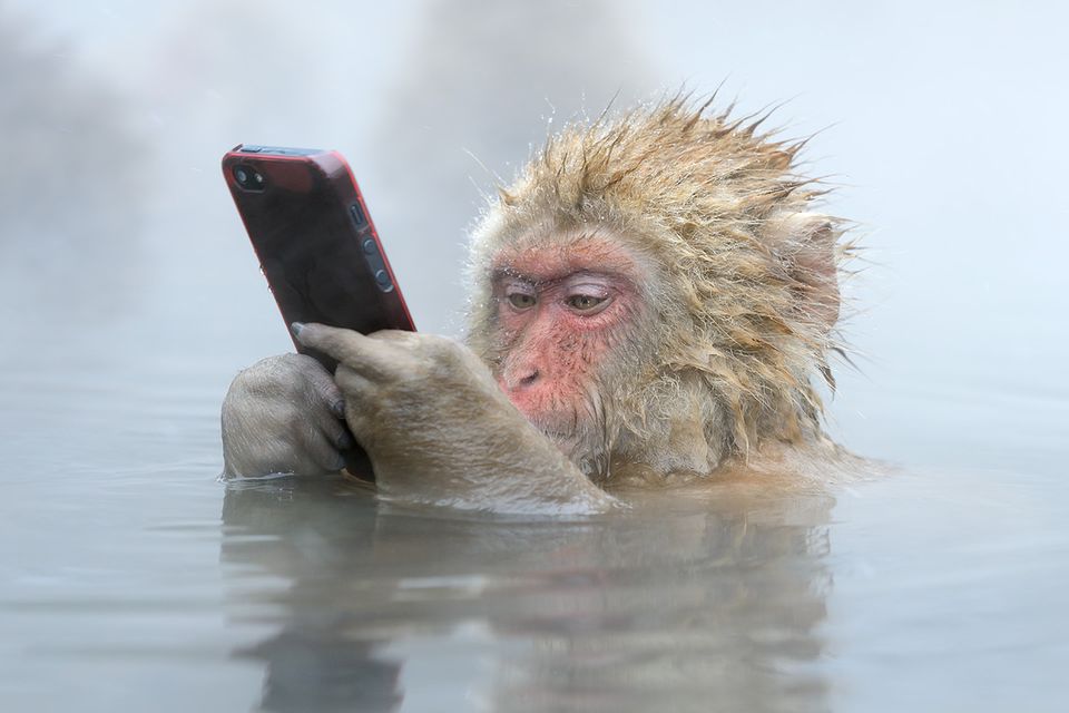 Fotogalerie: Gesucht: Die besten Wildlife-Fotografien