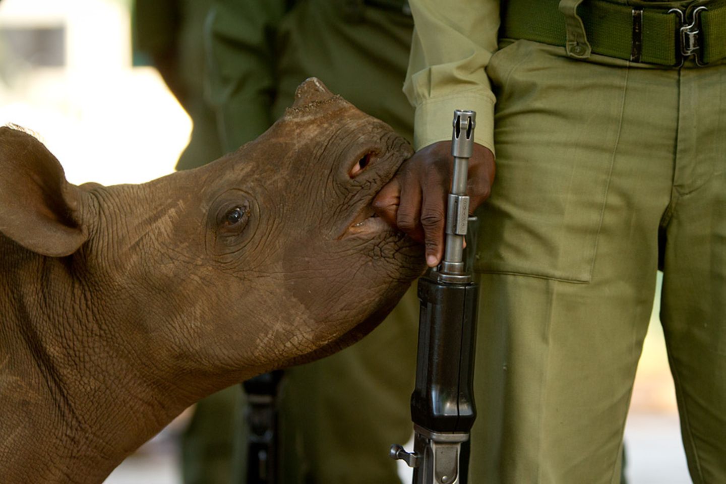 Nashorn