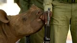 Nashorn