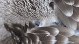 Vogel-Closeup