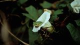 Laubfrosch