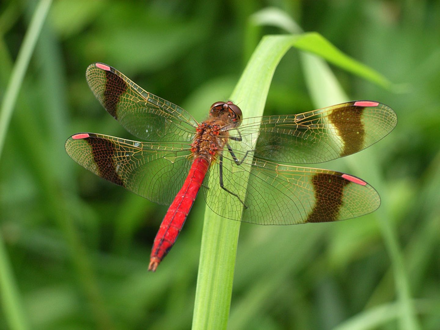 Heidelibelle