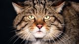 Wildkatze
