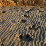 DVD: DVD-Tipp: Dinosaurier - Im Reich der Giganten - Bild 5