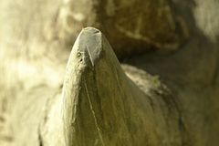 Fotostrecke: Rettet die Nashörner!