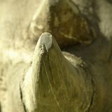 Fotostrecke: Rettet die Nashörner!