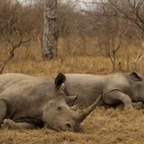 Fotostrecke: Rettet die Nashörner! - Bild 2