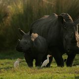 Fotostrecke: Rettet die Nashörner! - Bild 3