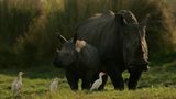 Fotostrecke: Rettet die Nashörner! - Bild 3
