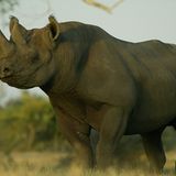 Fotostrecke: Rettet die Nashörner! - Bild 4