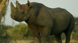 Fotostrecke: Rettet die Nashörner! - Bild 4