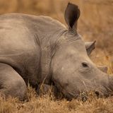 Fotostrecke: Rettet die Nashörner! - Bild 5