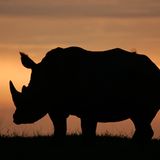 Fotostrecke: Rettet die Nashörner! - Bild 6