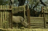Fotostrecke: Rettet die Nashörner! - Bild 8