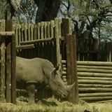 Fotostrecke: Rettet die Nashörner! - Bild 8