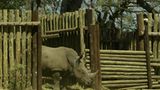 Fotostrecke: Rettet die Nashörner! - Bild 8