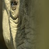 Fotostrecke: Rettet die Nashörner! - Bild 9