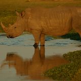 Fotostrecke: Rettet die Nashörner! - Bild 10